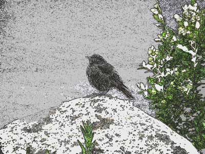Hintergrund Vogel auf Stein